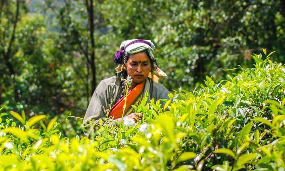 Woman picking tea leaves in tea garden